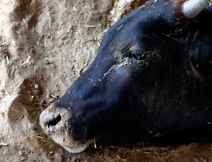 Abandoned Cow Goushala: A Safe Haven for the Forgotten